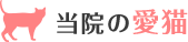 当院の愛猫